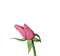 rose01